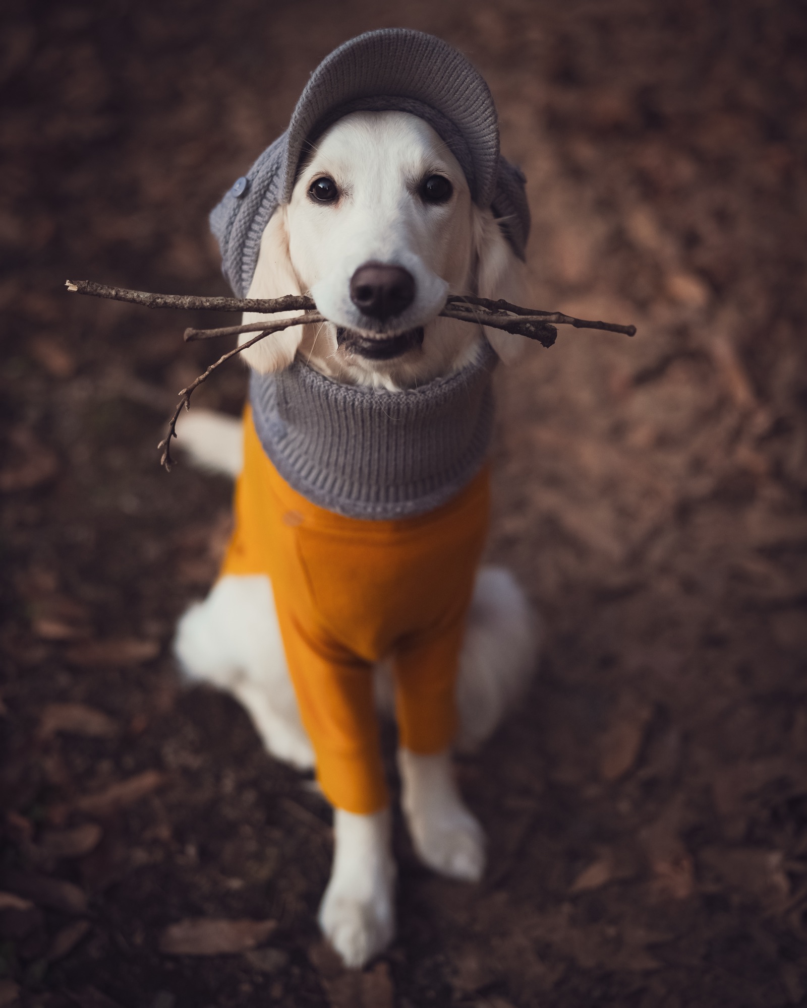 モデル犬：ジェシカ