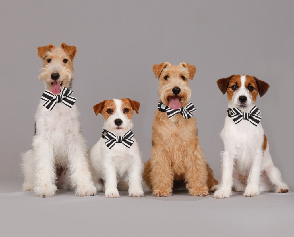 モデル犬のトレーニング