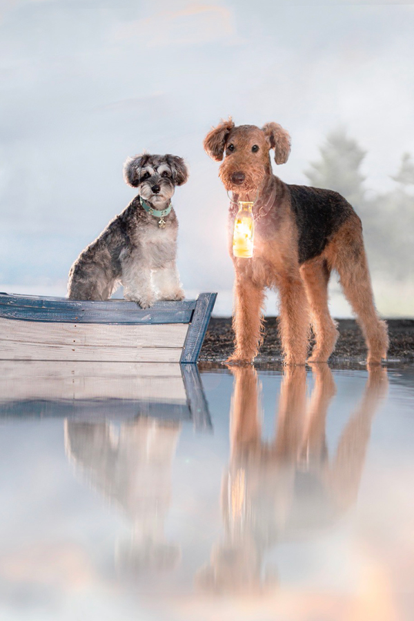 モデル犬ファルー